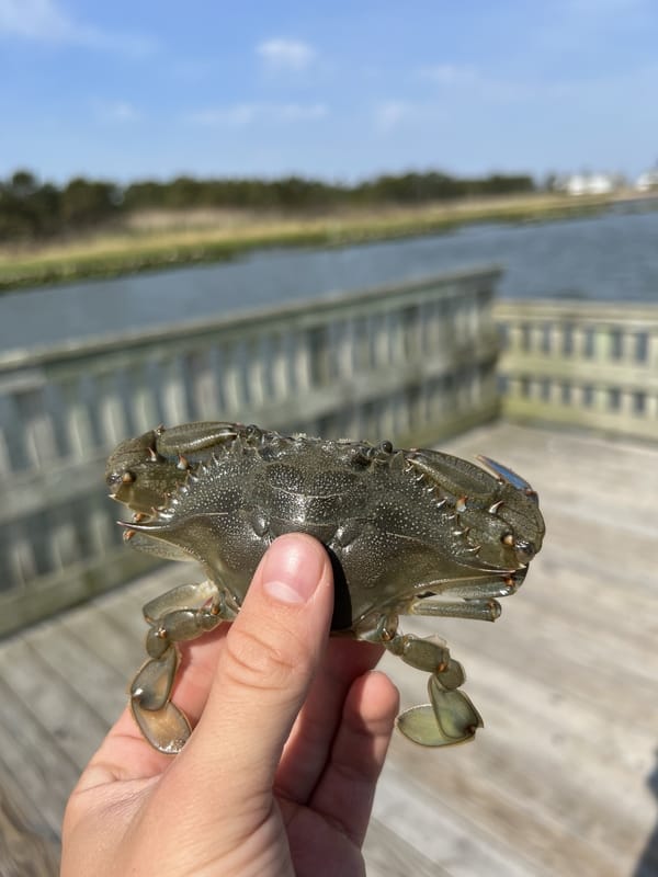 Hold pinch the crab from its back end to avoid its claws.