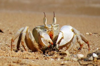 The Best Time to Catch Blue & Stone Crabs in South Carolina