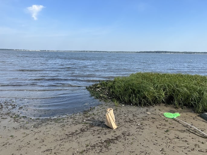 This image shows a shoreline with green grass and calm water. 