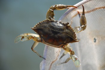 A blue crab hanging from a net by its claw.